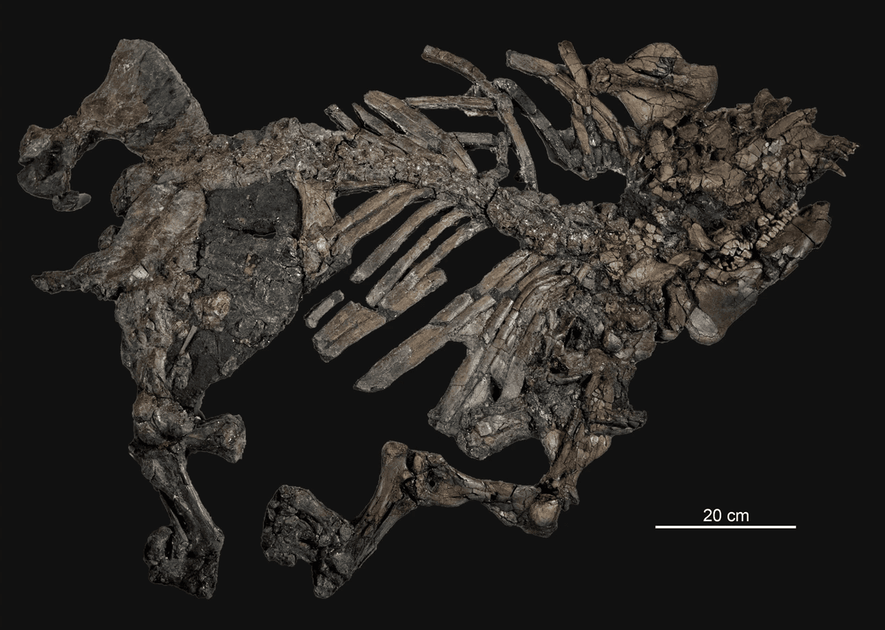 Ricostruzione di un lofiodonte, perissodattilo eocenico simile all'Atalonodon