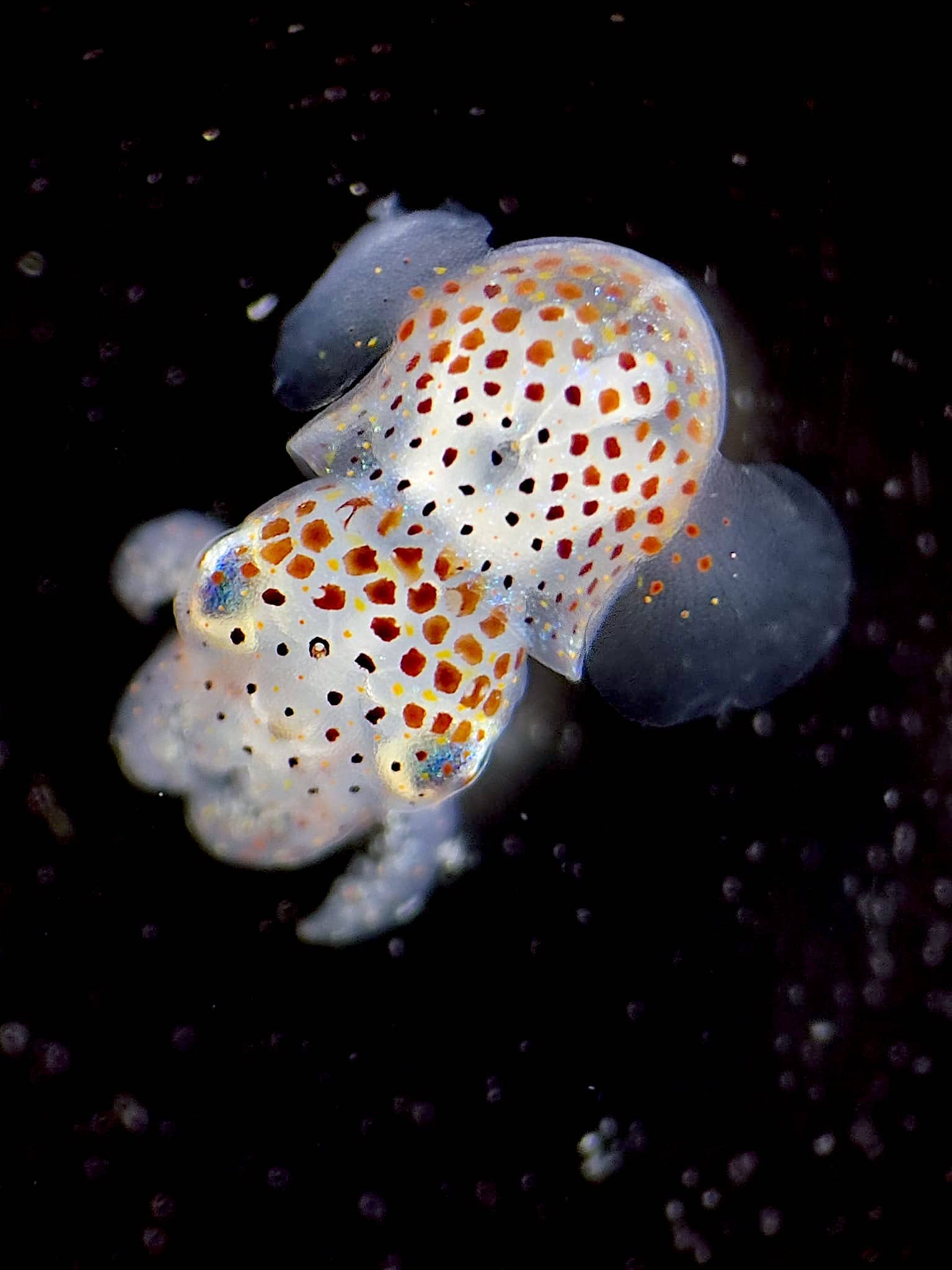 Calamaro bobtail Euprymna scolopes giovanissimo ripreso al microscopio