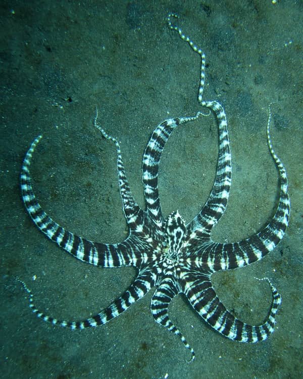 Polpo mimico (Thaumoctopus mimicus) su un fondale sabbioso