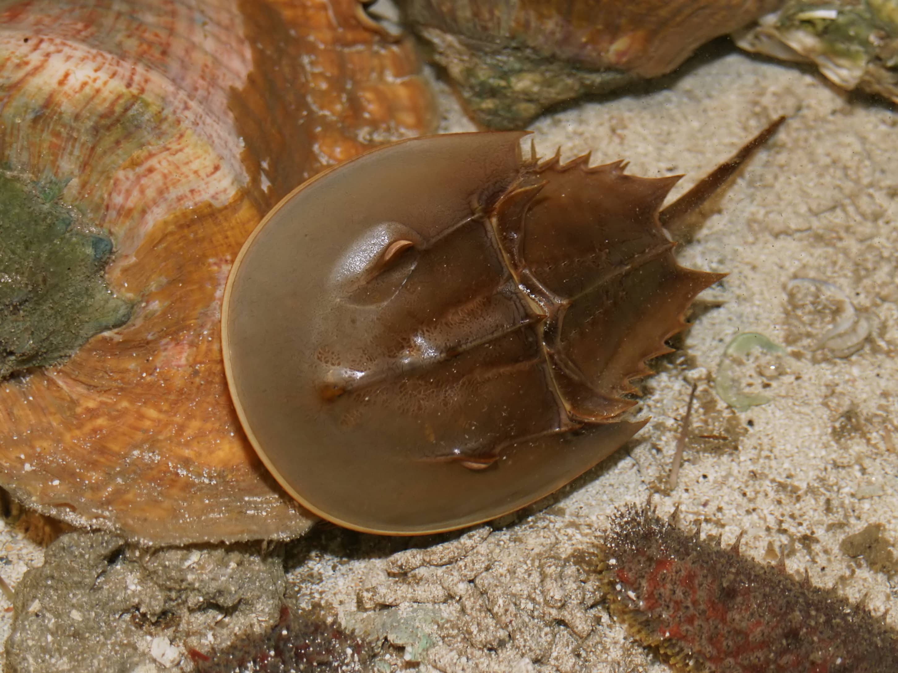 Granchio a ferro di cavallo (Limulus polyphemus) in acqua