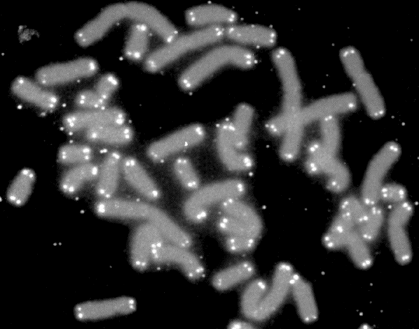 Schema dei telomeri come cappucci alle estremità dei cromosomi