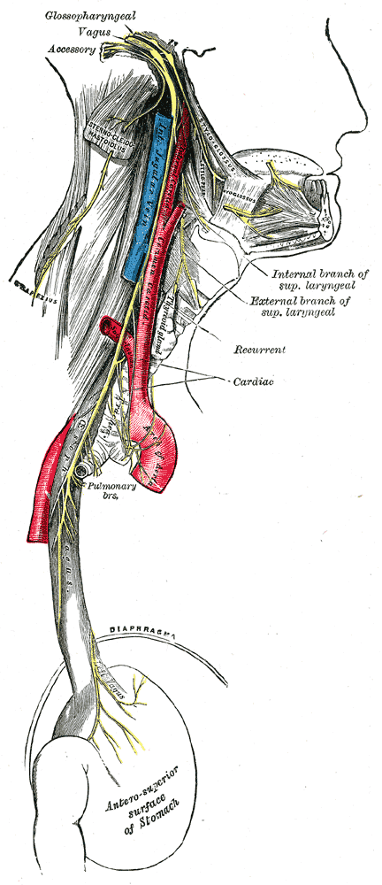 Illustrazione anatomica classica del decorso del nervo vago