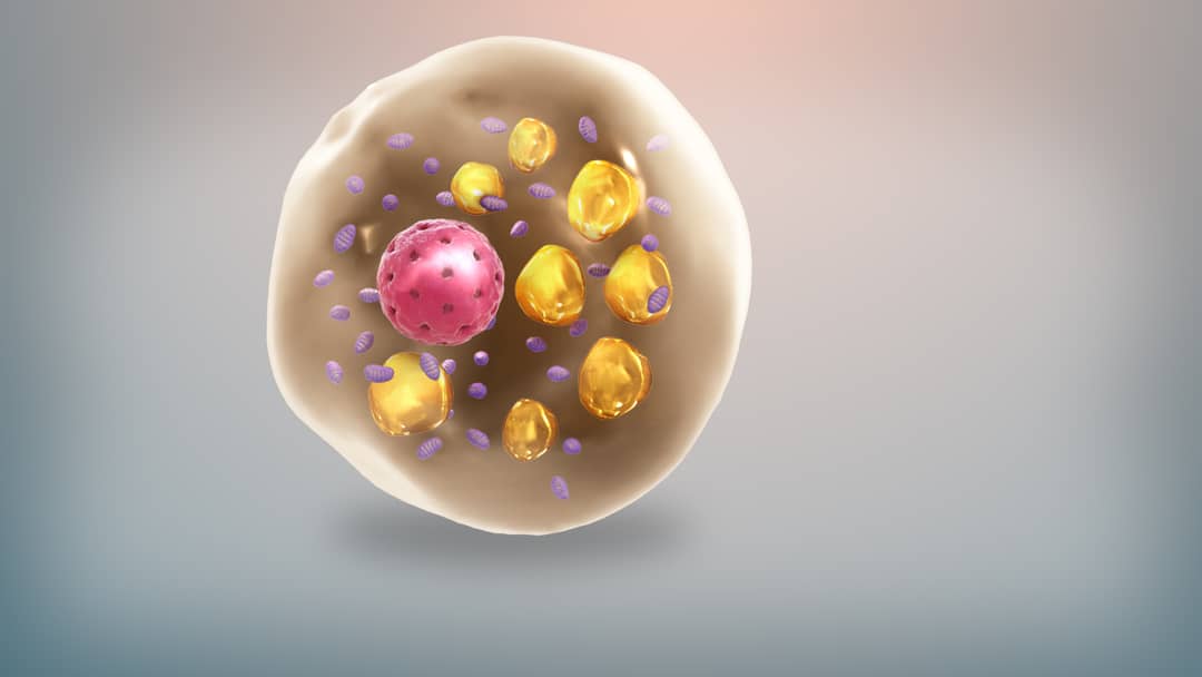 Illustrazione di una cellula di grasso bruno con numerosi mitocondri