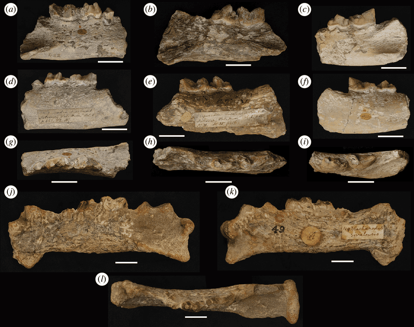 Mandibole fossili di Megantereon con i denti conservati