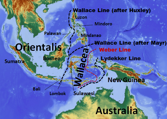 Mappa dell'Indonesia con la Linea di Wallace che separa la regione asiatica da quella australiana e la zona di transizione di Wallacea