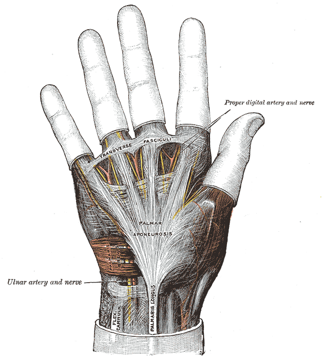 Tavola anatomica dei muscoli anteriori dell'avambraccio con il palmare lungo