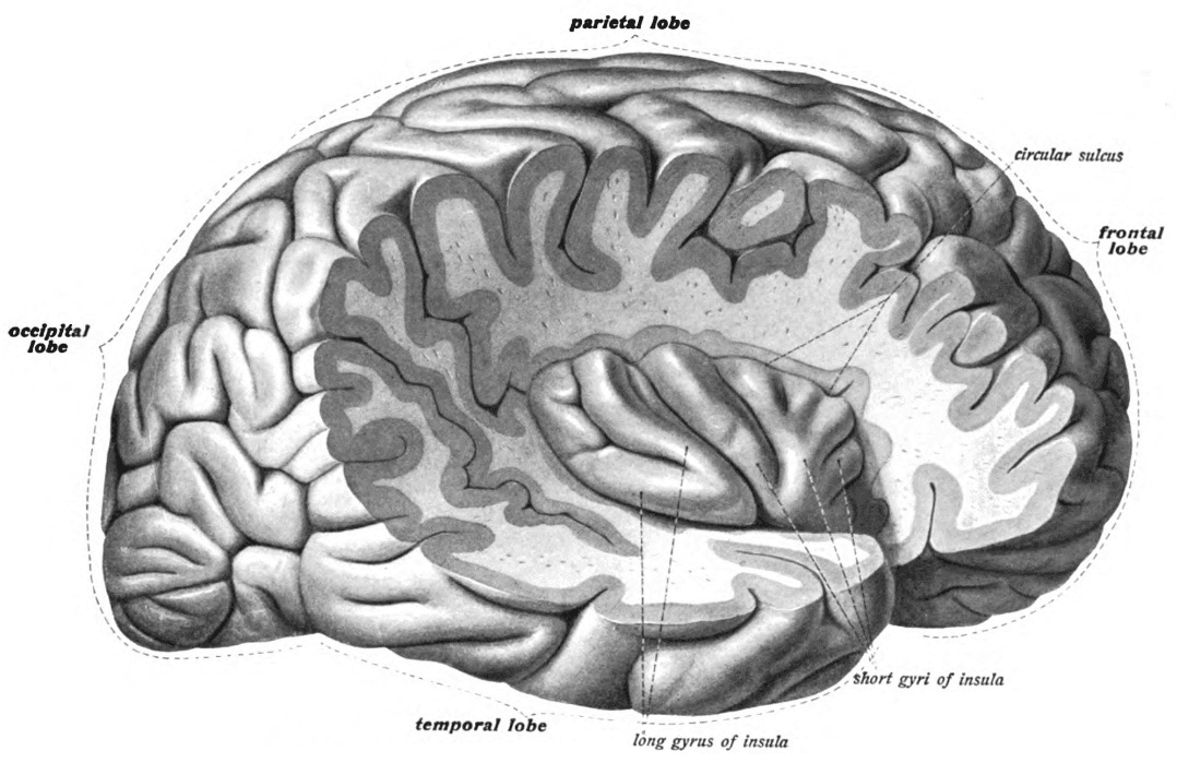 Tavola anatomica che mostra la posizione dell'insula nel cervello