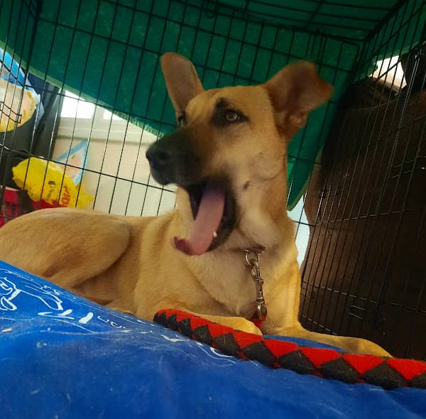 Un cane spalanca la bocca durante uno sbadiglio