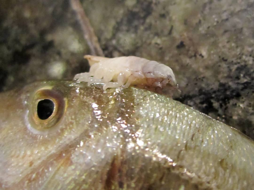 Esemplare del crostaceo isopode Cymothoa exigua, il pidocchio mangia-lingua
