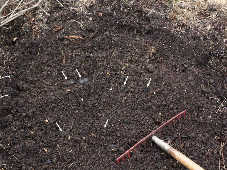 Profilo di suolo scuro di terra preta