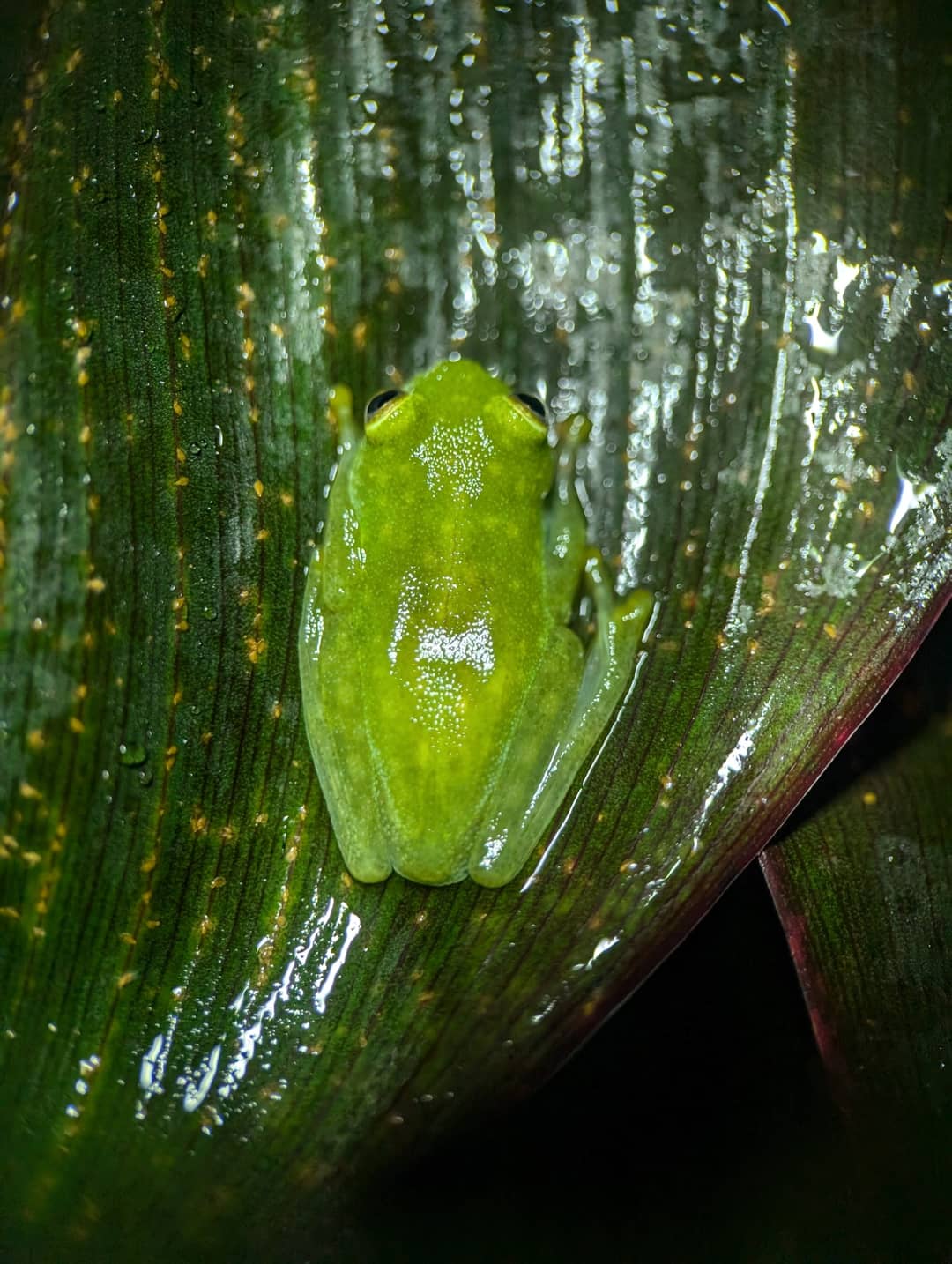 Una rana di vetro Hyalinobatrachium fleischmanni con la pelle traslucida posata su una foglia