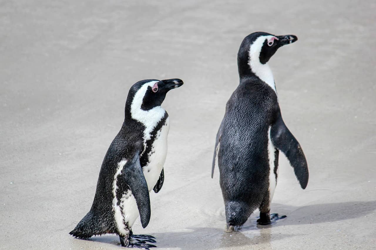 Gruppo di pinguini africani su una spiaggia rocciosa