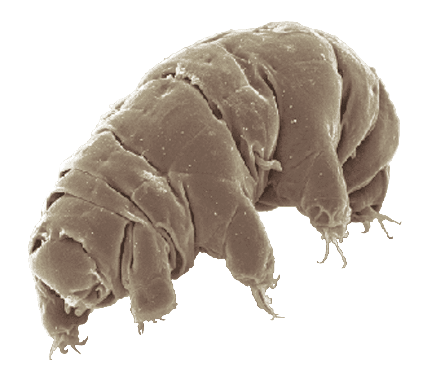 Immagine al microscopio elettronico di un tardigrado