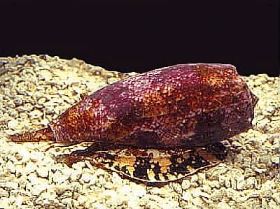Conchiglia della lumaca cono Conus geographus