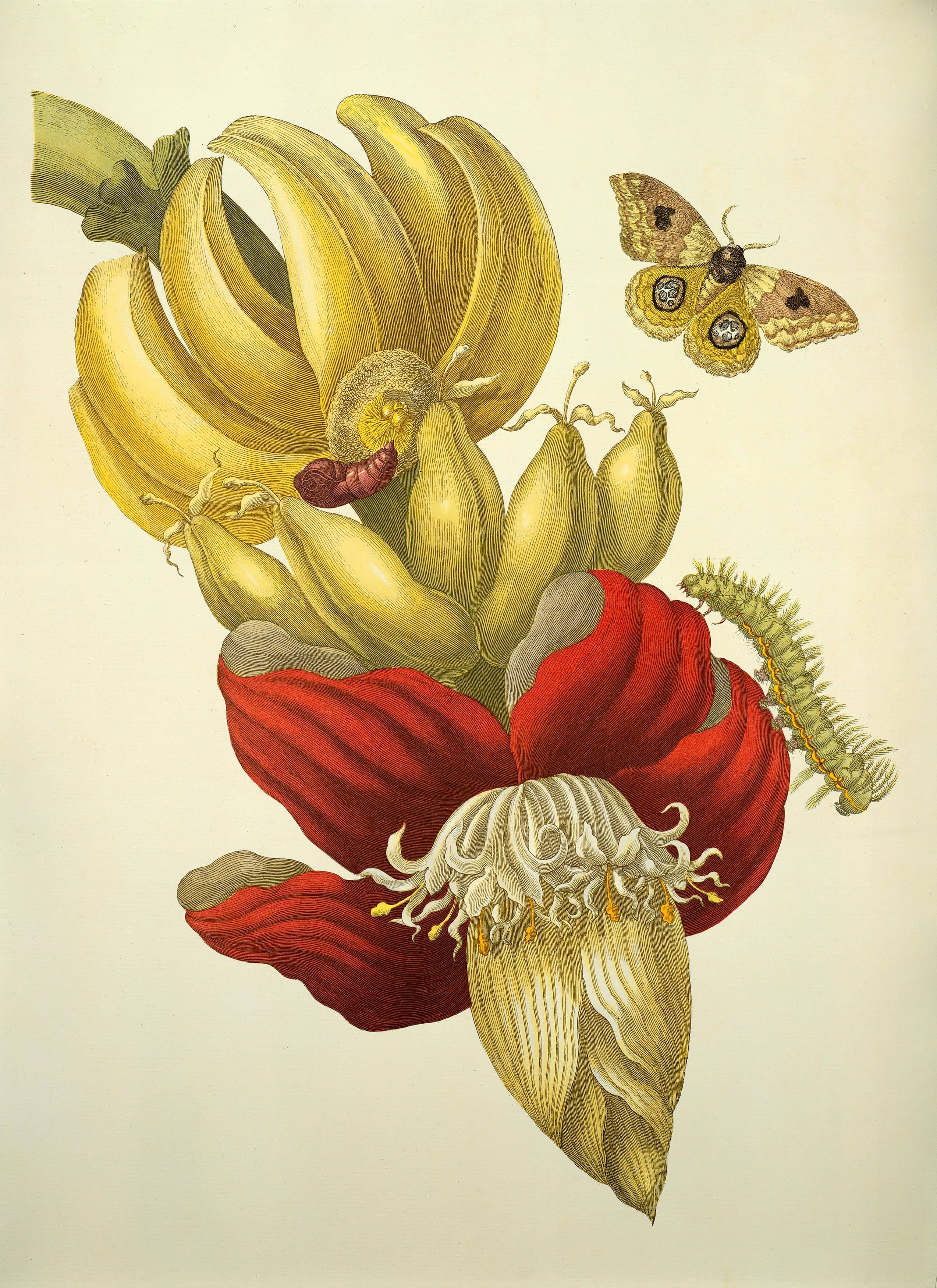 Tavola scientifica del 1705 di Maria Sibylla Merian con fiore di banano e farfalle