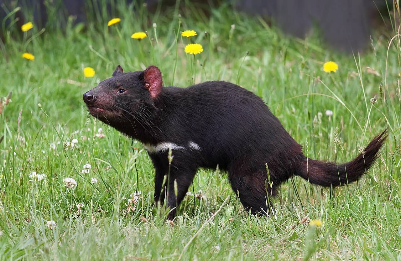 Diavolo della Tasmania con il manto nero e la bocca aperta