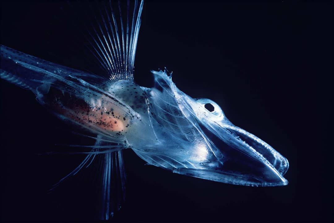 Illustrazione scientifica di un pesce ghiaccio antartico