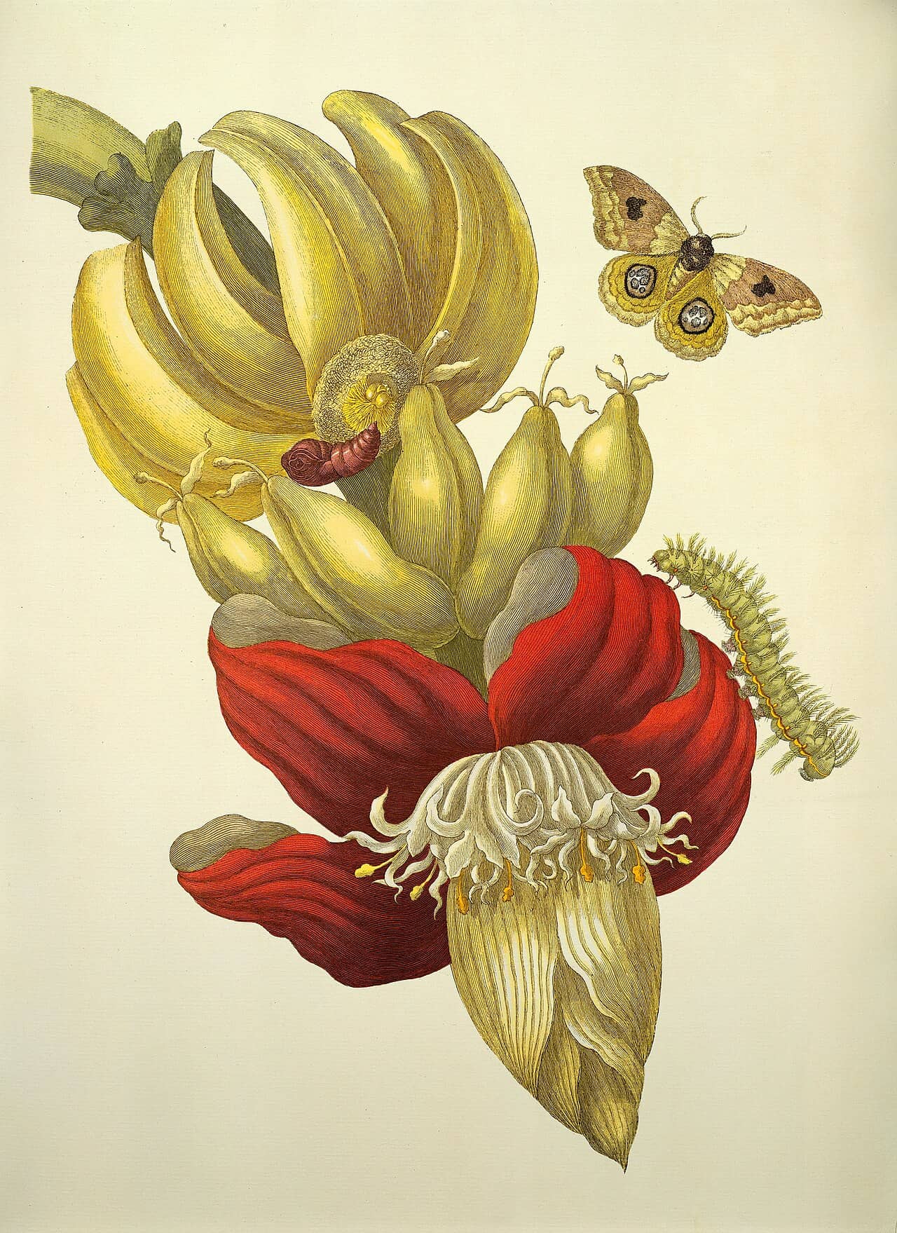 Tavola illustrata di Maria Sibylla Merian con fiore e frutto di banana e insetti