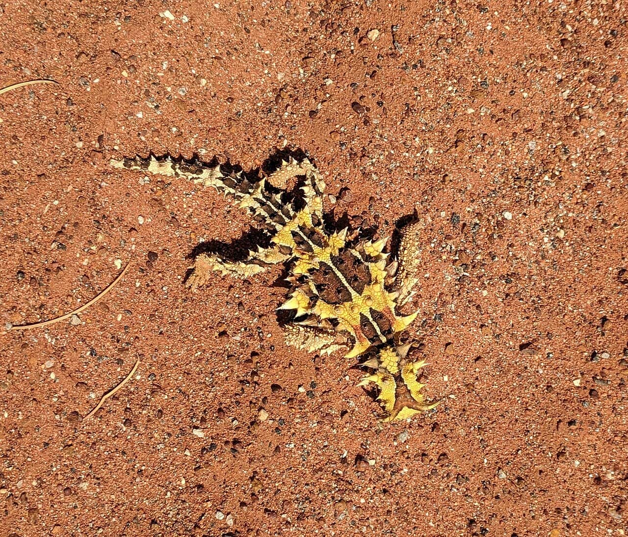 Diavolo spinoso Moloch horridus coperto di spine sulla sabbia rossa