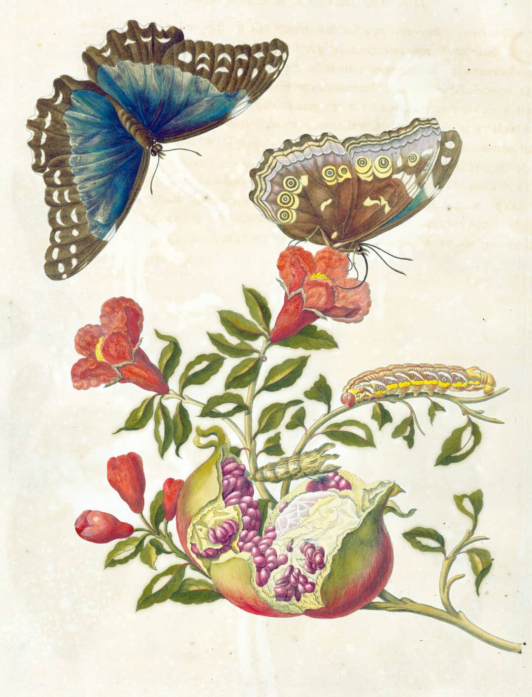Tavola della Metamorphosis insectorum Surinamensium con piante e insetti tropicali