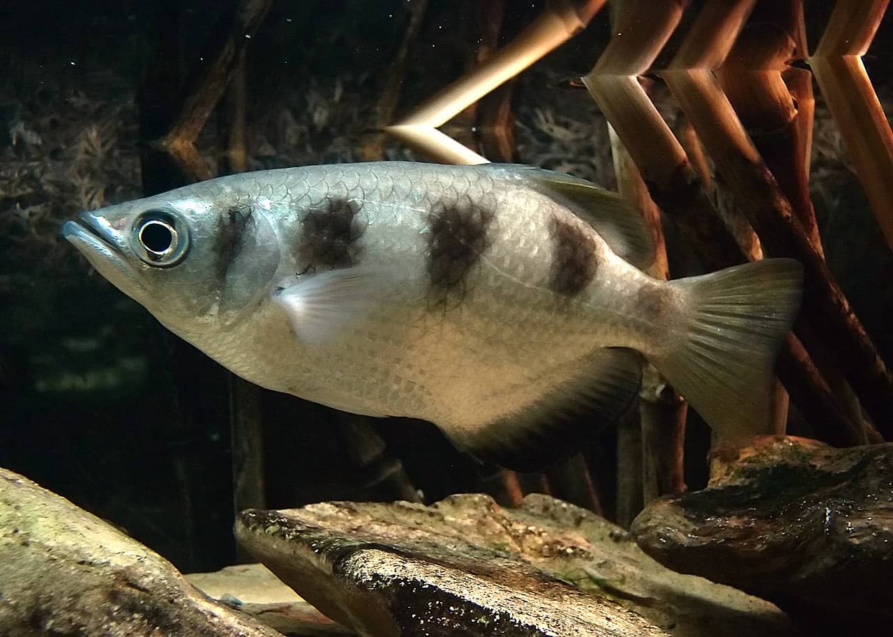 Pesce arciere Toxotes jaculatrix con la tipica livrea a bande